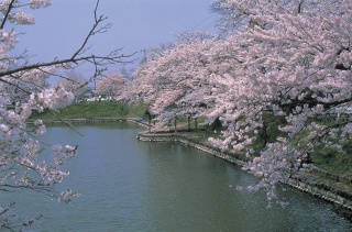 鶴ヶ岡城址公園(Tsurugaoka jhoshi park)