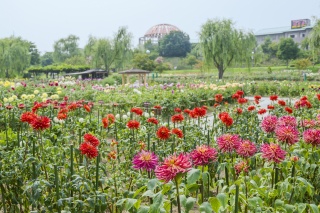 やまがた川西ダリア園(Dahlia park at Kawanishi town)