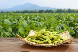 だだちゃ豆(Dadatya mame: Green soybeans)