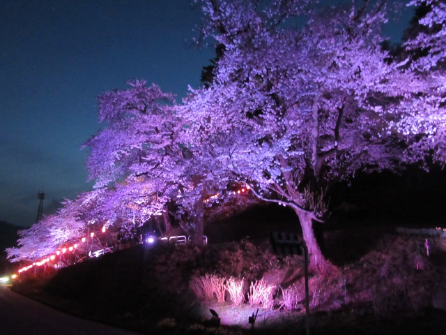 もがみ桜まつり　愛宕山の桜　ライトアップ