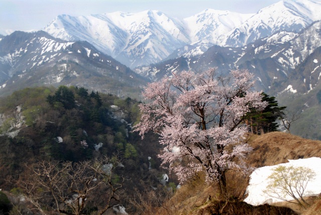 樽口峠の一本桜