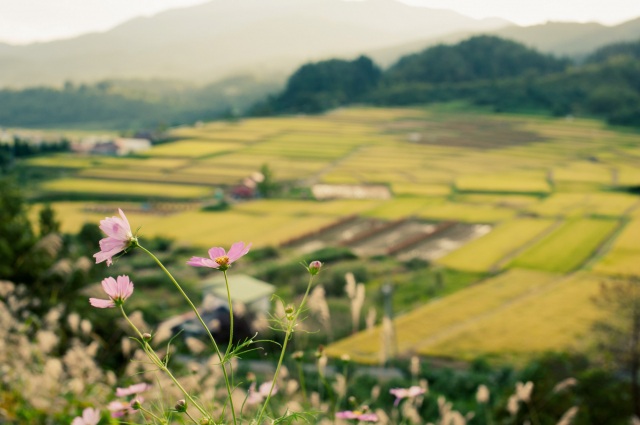 秋桜と棚田