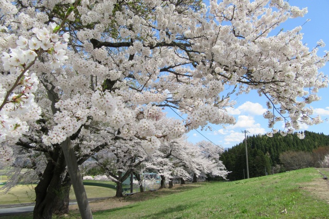 最上西公園の桜