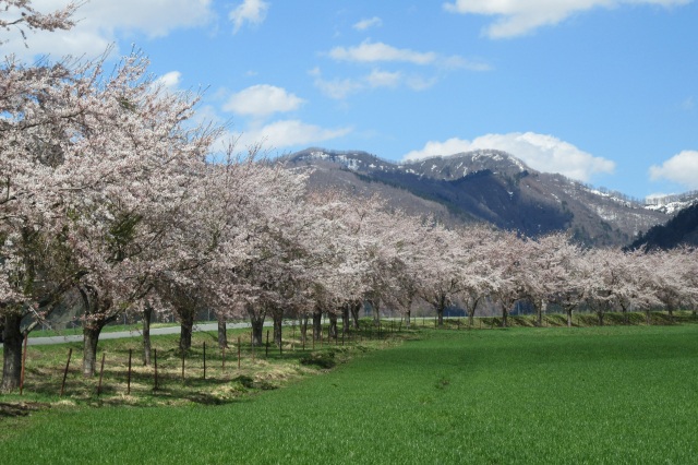 前森高原の桜