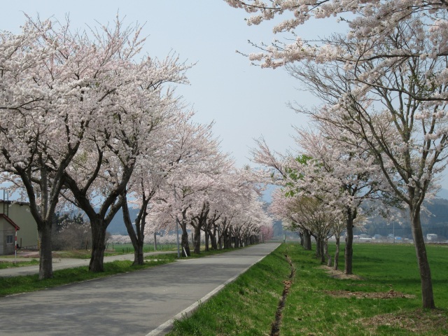 前森高原の桜